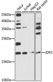 Western blot - JDP2 antibody (144-015208)