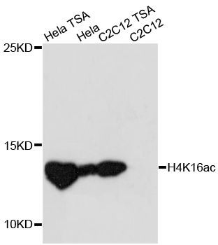 Western blot - Acetyl-Histone H4-K16 pAb (144-61412)