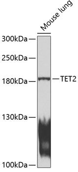 Western blot