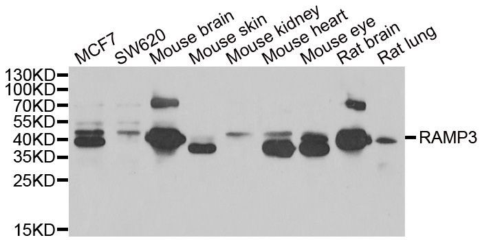 Western blot - RAMP3 Polyclonal Antibody (144-06715)