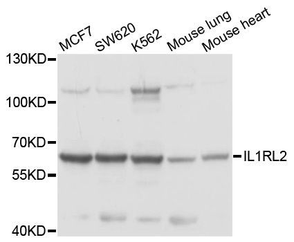 Western blot - IL36R Polyclonal Antibody (144-10090)
