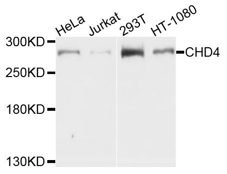 Western blot - CHD4 antibody (144-011574)