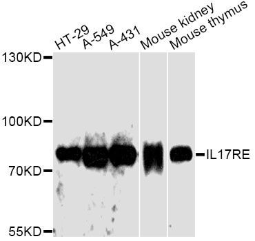 Western blot - IL17RE antibody (144-014315)