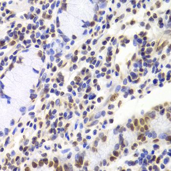 Immunohistochemistry - XRCC5 Antibody (144-05862)