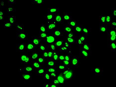 Immunofluorescence - EFTUD2 antibody (144-07040)