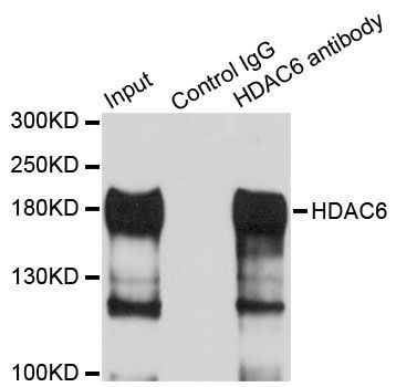 Immunofluorescence - HDAC6 Polyclonal Antibody (144-11259)