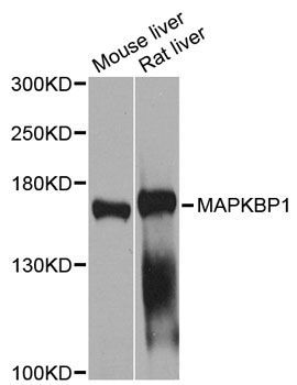 Western blot - MAPKBP1 antibody (144-02626)