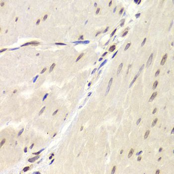 Immunohistochemistry - XRCC6 Polyclonal Antibody (144-00883)