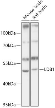 Western blot