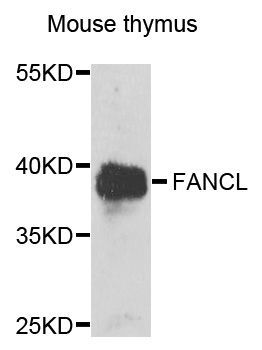 Western blot - FANCL Polyclonal Antibody (144-06812)