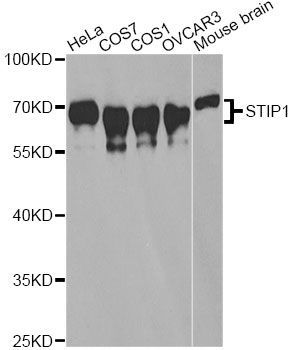 Western blot - STIP1 antibody (144-60581)