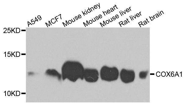 Western blot - COX6A1 antibody (144-03798)