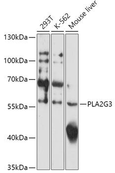 Western blot