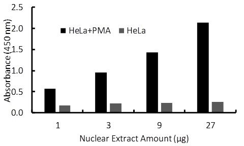 Transcription factor assay of Sp1 from nuclear extracts of HeLa cells or HeLa cells treated with PMA (50 ng/ml) for 3 hr with the RayBio Activity Assay Kit