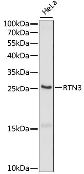 Western blot