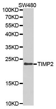 Western blot - TIMP2 antibody (144-61120)