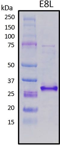 SDS-PAGE