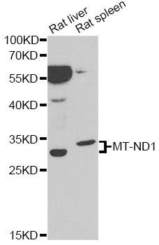 Western blot - MT-ND1 Polyclonal Antibody (144-05250)