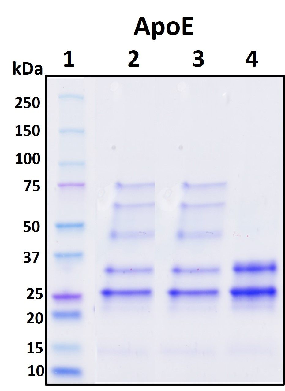 SDS-PAGE