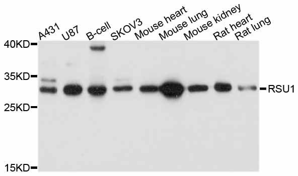 Western blot - RSU1 antibody (144-011592)