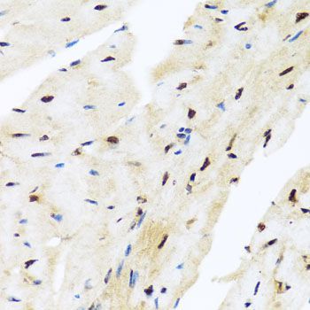 Immunohistochemistry - ZBTB17 antibody (144-08463)