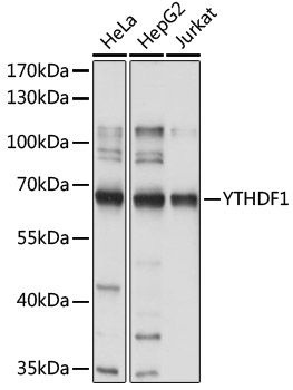 Western blot