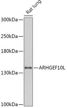 Western blot