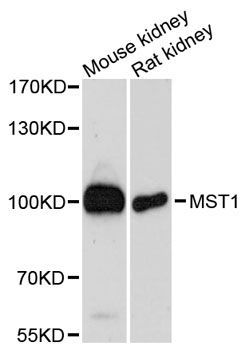 Western blot - MST1 Polyclonal Antibody (144-12963)