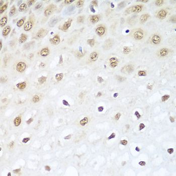 Immunohistochemistry - BCAS2 Polyclonal Antibody (144-04398)