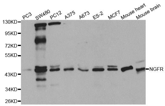 Western blot - NGFR antibody (144-02097)