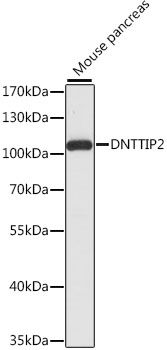 Western blot