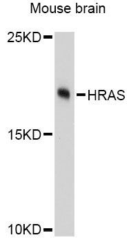 Western blot - HRAS Polyclonal Antibody (144-12212)