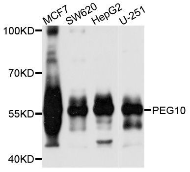 Western blot - PEG10 antibody (144-02787)