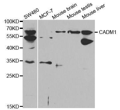 Western blot - CADM1 antibody (144-01892)