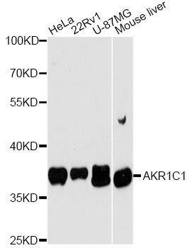 Western blot - AKR1C1 antibody (144-013004)