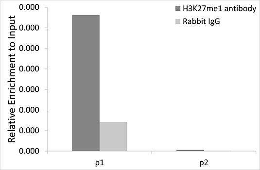 Chromatin immunoprecipitation - MonoMethyl-Histone H3-K27 antibody (144-02361)