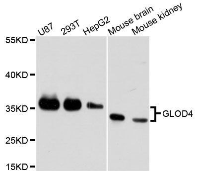 Western blot - GLOD4 antibody (144-61468)