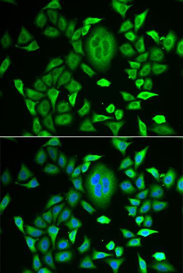 Immunofluorescence - RBP3 antibody (144-06403)