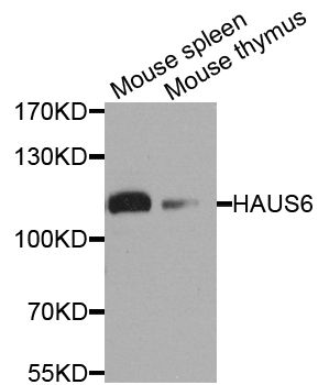 Western blot - HAUS6 antibody (144-04797)