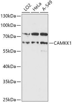 Western blot