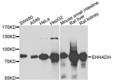 Western blot - EHHADH antibody (144-05717)
