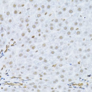 Immunohistochemistry - MAPK3 Polyclonal Antibody (144-00228)