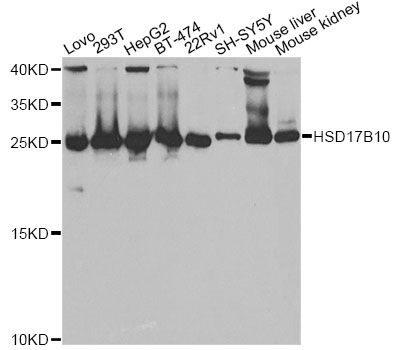 Western blot - HSD17B10 antibody (144-05448)
