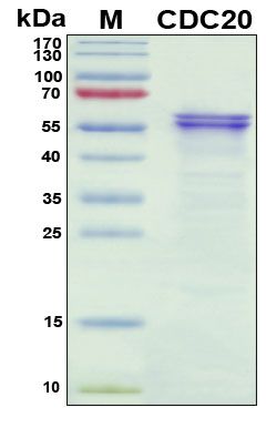 SDS-PAGE