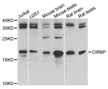 Western blot - CIRBP antibody (144-06080)