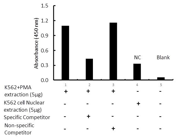 Transcription factor assay of Fra1 from nuclear extracts of K562 cells or K562 cells treated with PMA (50 ng/ml) for 3 hr with the specific competitor or non-specific competitor. The result shows specific binding of Fra1 to the conserve binding site detected by using the RayBio Fra1 TF Activity Assay Kit.