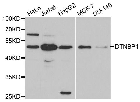 Western blot - DTNBP1 Polyclonal Antibody (144-01632)