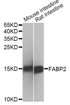 Western blot - FABP2 Polyclonal Antibody (144-01621)