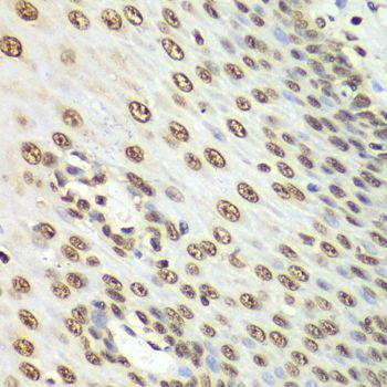Immunohistochemistry - Nono Antibody (144-05282)