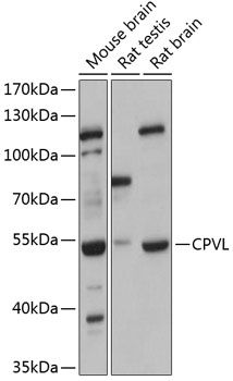 Western blot